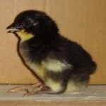 Пиле 2-3 дневна възраст Черна шуменска кокошка (д-р Христо Луканов)