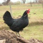 Черна шуменска кокошка (Христо Луканов)